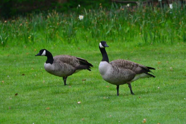 野生鳥がたくさんいました。