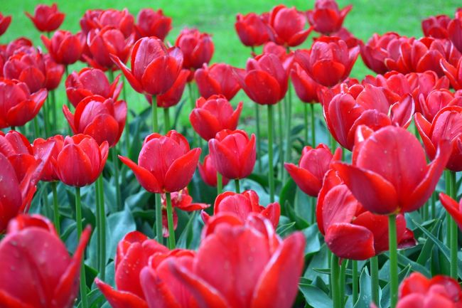 花が美しすぎてたくさん撮りすぎた・・・(^o^)v