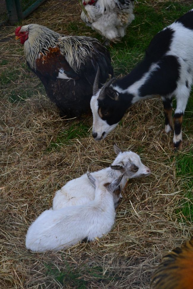 めっちゃ癒されました♪