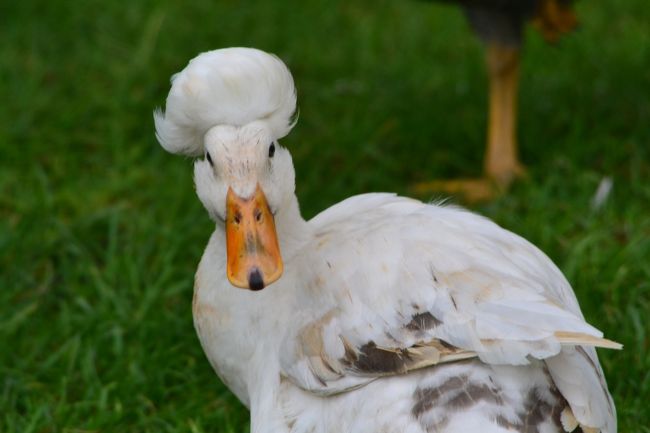 モヒカンアヒル？！<br /><br />おいおい・・・<br />その髪型でカッコつけようとしてるのかい？<br />クールだぜ（笑）