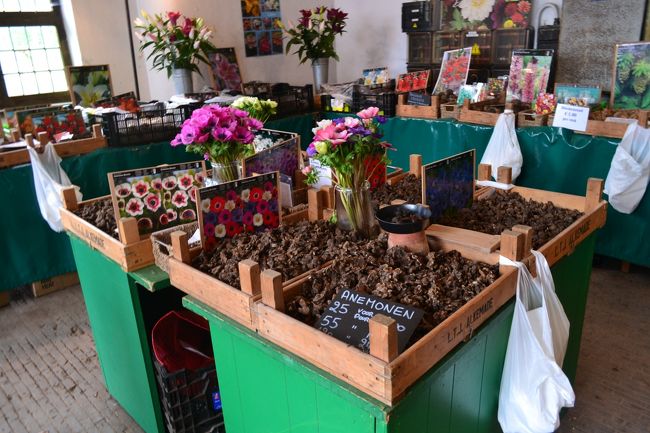 花の球根を販売してました。