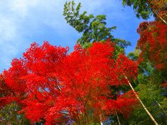 更に移動して山崎町内にある最上山公園のモミジ山に行きました。
ここは、カーナビにセットしたものの、標識が無かったため、一方通行があったり、狭い道に苦労して何とか行くことができました。
でも行ってとても良かったです。
ここのモミジの紅葉は最高でとてもきれいでした。