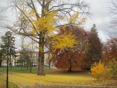 ペピニエール公園の黄色い絨毯