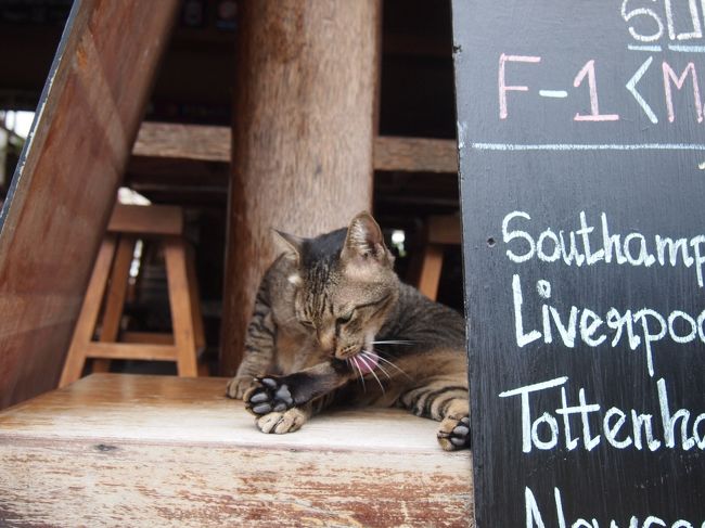 ここは、にゃんこのくつろぎの店？