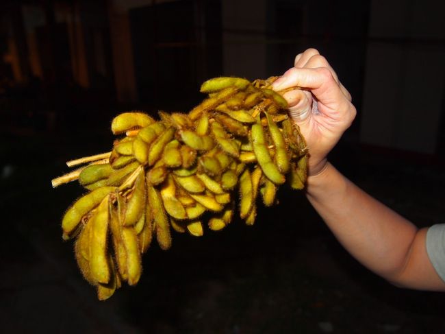 屋台街で枝豆ゲット。２０バーツ。<br />ホテルに帰ってからのおつまみとなる。（その後数日続く）