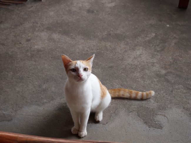 ねこにはエサをあげず。