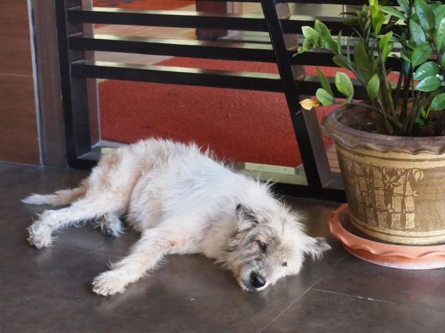 今日は暑いぜ。