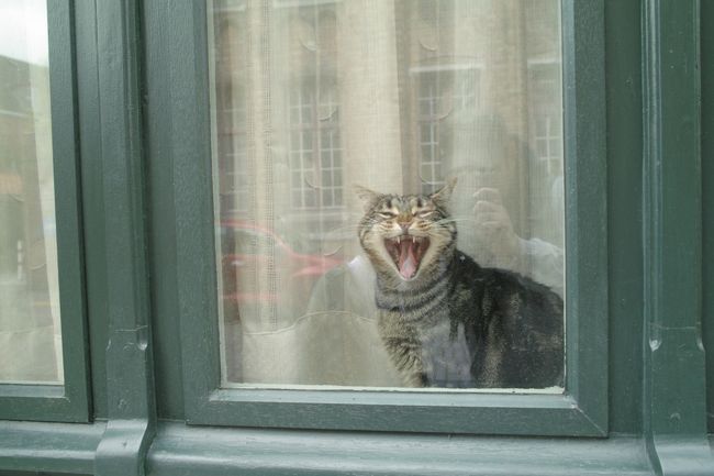 猫ちゃんがいました。