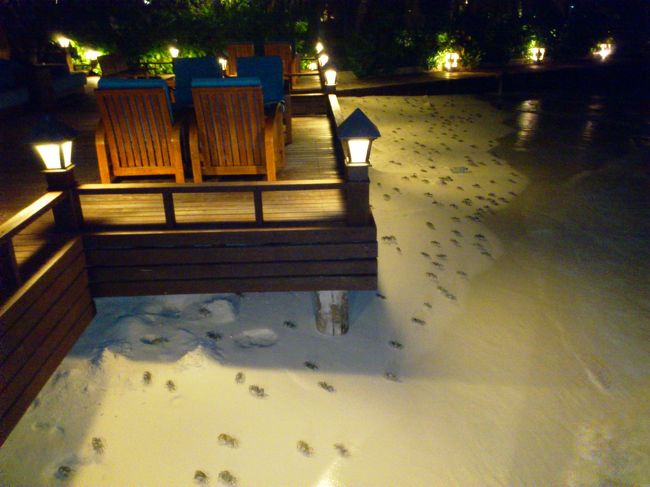 見えますかぁ〜。カニさんがたくさんです。<br /><br />これは毎晩見れました・・・が、翌日天気が悪いと思われる前の晩は何故かいない・・・自然の摂理？