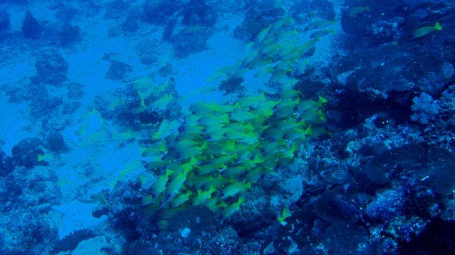 さて、海の中です。<br /><br />まずは初日です。<br />午前中にチェックダイブを受けて、午後はフリーダイブです。<br />近く（ボートで15分くらい）の場所で、小さい魚が多いトロピカルなポイントでした。最高に楽しかった！