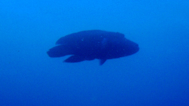 ナポレオンちゃんは、ちゃんといました♪