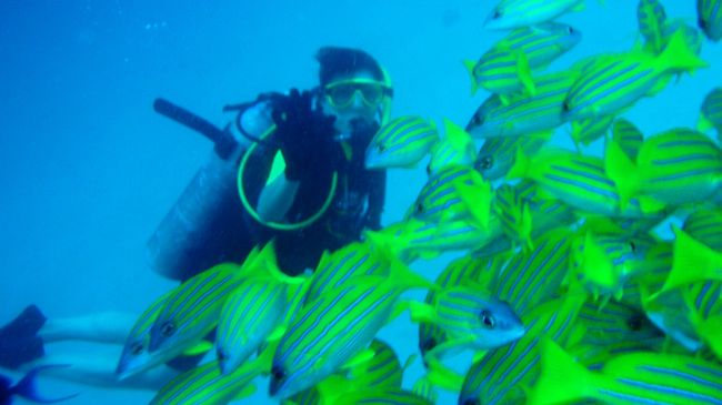 その後に、こんな感じ。しばらく、この魚影に囲まれて過ごしました。