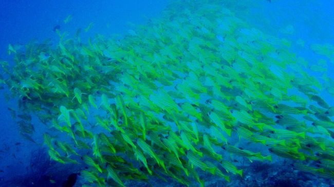しばらく通せんぼ状態です。美しいです♪