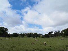 着きました、ワン・ツリーヒル・ドメイン。
ワン・ツリーヒル目指して歩いているとたくさんの羊たちがいました。
公園内の草が伸びるのを食べてもらうために飼われているようです。