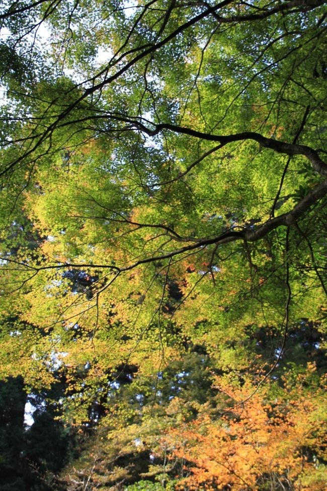 まだ紅葉は始まったばかりなので、赤い所を探しまくりました