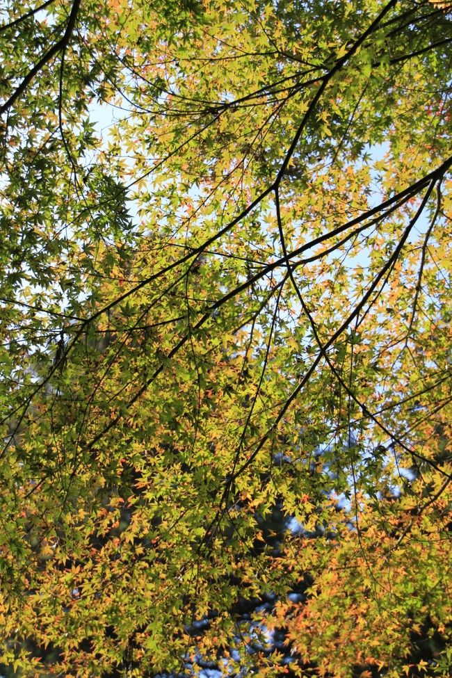 これが赤かったら・・・・