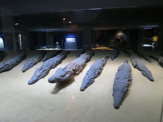 ワニのミイラ<br /><br /><br /><br /><br /><br /><br />干からびてるようにしか見えないけど、ミイラ