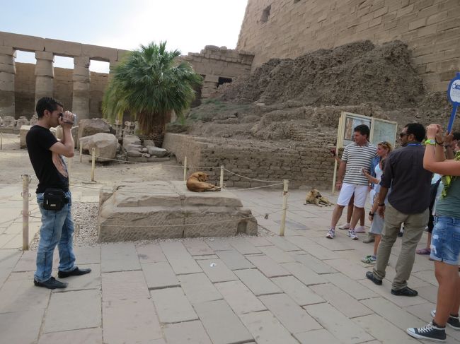 わんこに遺跡など関係ないのである