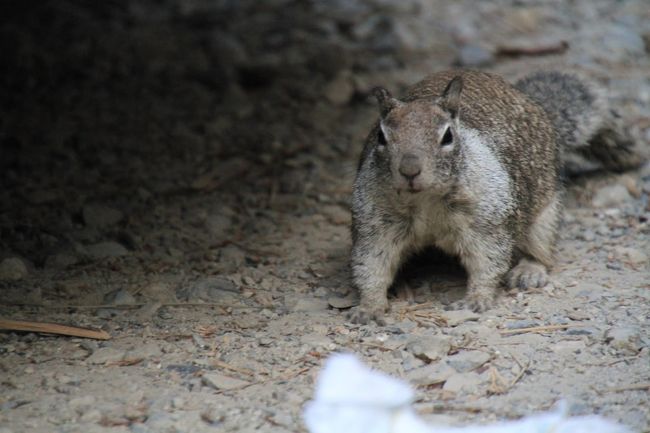 このあと色々でてきますが、とにかく野生動物の宝庫です。（ちなみ、こんなに人間のそばによってくるリスって野生？）