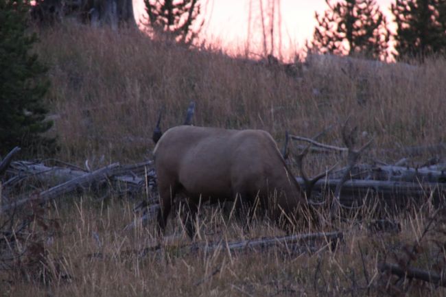 イエローストーン初の大物野良鹿です。