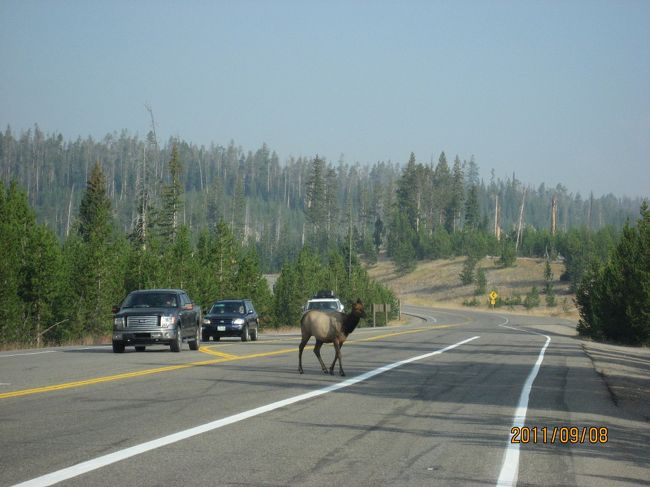 移動途中には、普通にエルクが歩いています