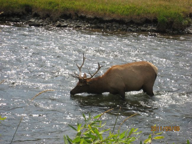 水浴びのエルク