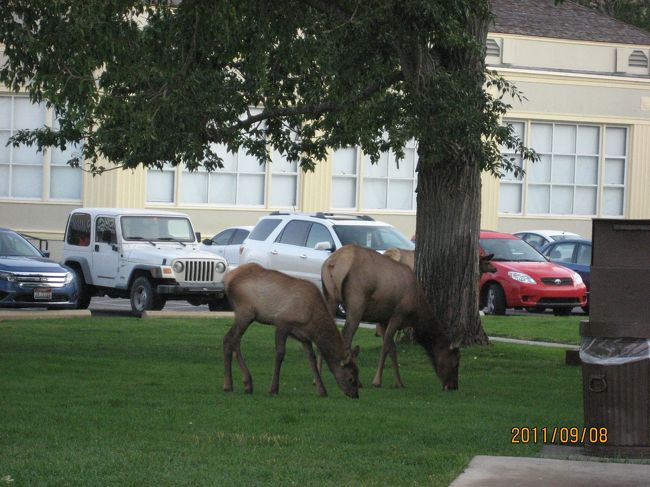 翌日ホテルの庭には芝生をむさぼるエルクが普通にいるのです<br />