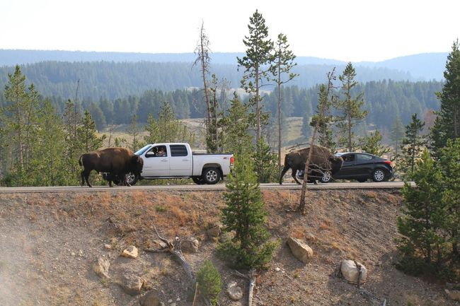 なぜか道路に見たこと無い大きな野生のバッファローが