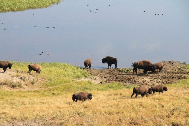 ここは、バッファローが群れをなしているところみたいですので、ここに行けばほぼ１００％の確率で見れます。