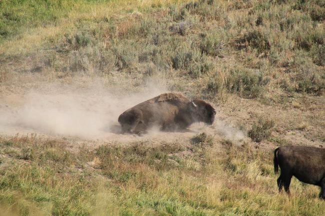砂浴びのバッファロー。