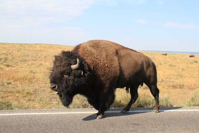 同じ道路の反対車線から撮影してます。２００~３００Kgはあるみたいなので、まじかで見るとかなりの迫力です。ふごふご言って歩いてます。（多分威嚇みたいです）