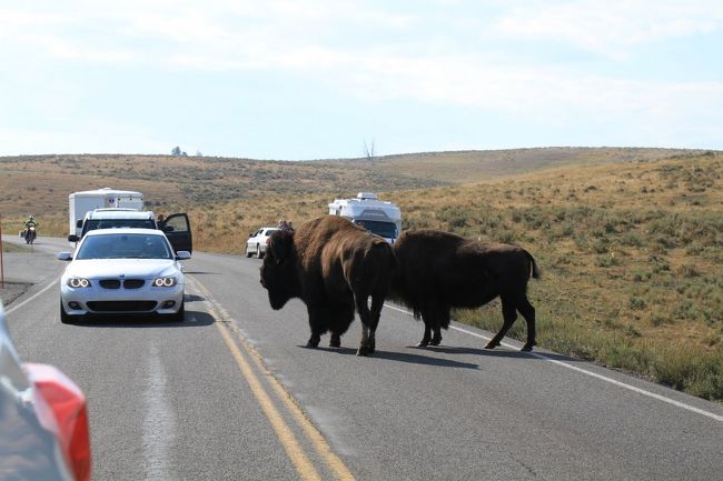 夫婦で（途中何度も見ますが、夫婦仲良く歩いていることが多いです）道路渡るんだから、そこで待ってろよとBMWに威嚇してます。