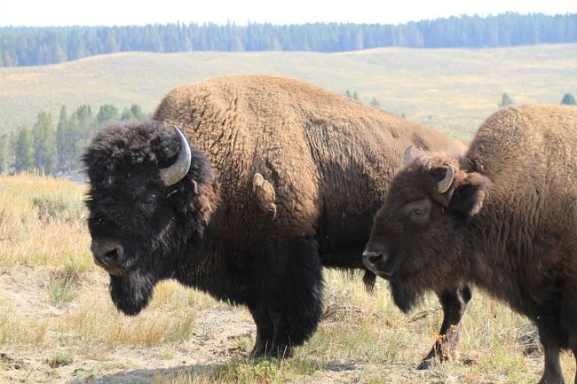 この夫婦も仲良く歩いてました。