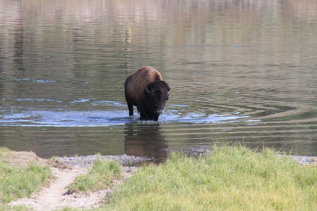 水浴びのバッファローです