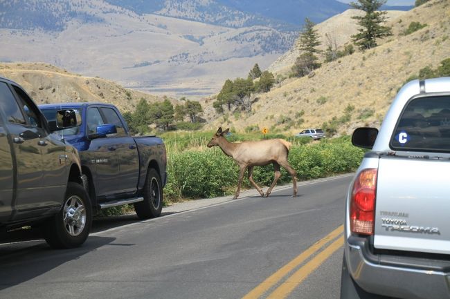 YellowStoneの北側のエントランスまで、行く途中にエルクの群れが水浴びしていました。動物の群れが道路の近いところにいる場合は、大体レンジャーの方がいて監視をしています。また、渋滞しているところは何かしらの動物がいると思ってもらって良いです