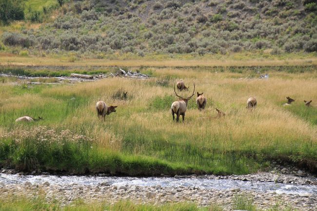 水浴びエルクのそばは群れをなしていました。（たしか、北ゲートのそばです。）
