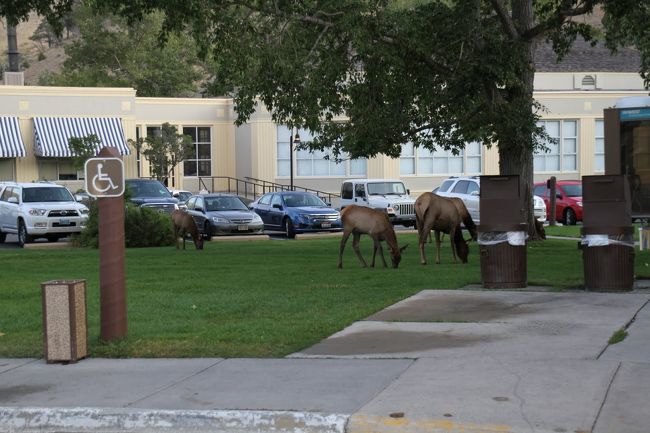 Mammoth Hot Springs Hotelに宿泊し、翌日の朝庭を散歩していると、普通にエルクが庭の芝生をほうばってます