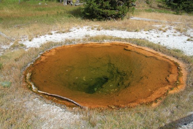 バクテリアの関係で、色が色々違うみたいです。