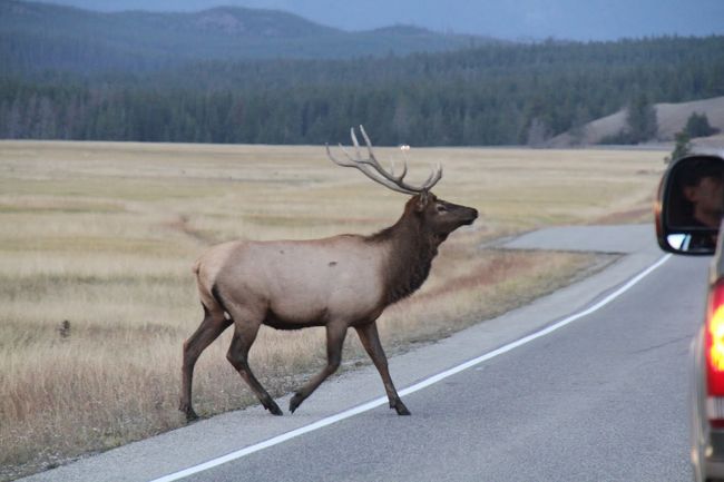 道路を横断するエルク