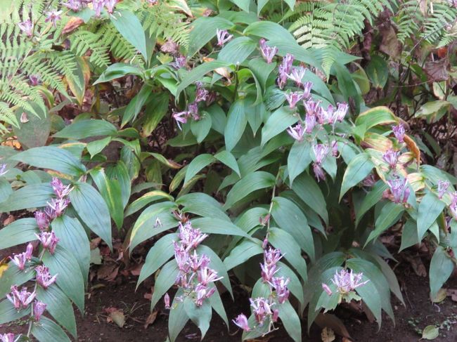 ほととぎすが丁度真っ盛りでした。