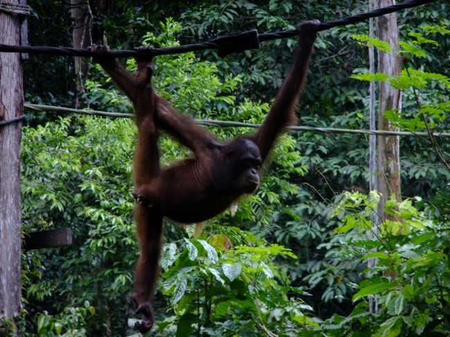ボルネオのジャングルで野生動物サファリ (Wildlife safari in