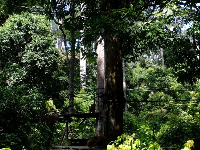 ボルネオ島 野生動物 写真集「Borneo's Wildlife」 PHOTOS: 'A Visual Celebration of Borneo's Wildlife'