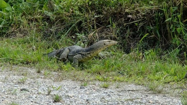 ボルネオのジャングルで野生動物サファリ (Wildlife safari in