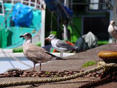 港では、カモメたちが岸壁や漁船の上で休んでいた。しばらく景色を楽しんだが、そこには、とてもゆったりとした時間が流れていた。