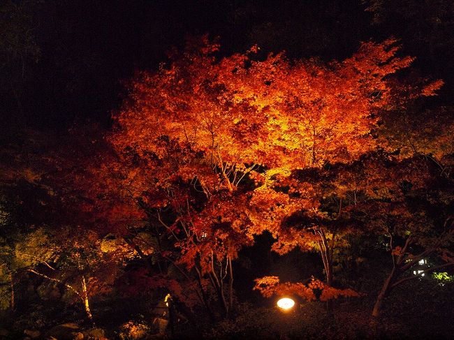美しくライトアップされる紅葉を眺めて 錦を纏う徳川園 紅葉祭 紅葉よりも美しく輝く姫たち あいち戦国姫隊の演舞 千種 今池 愛知県 の旅行記 ブログ By 4人目のふーさん フォートラベル 美しくライトアップされる紅葉を眺めて 錦を纏う徳川園 紅葉祭 紅葉よりも美しく輝く姫たち あいち戦国姫隊の演舞 千種 今池 愛知県 の旅行記 ブログ By 4人目のふーさん フォートラベル
