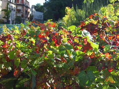 オ・ラパン・アジルを振り返れば
モンマルトルのブドウ畑　 Vigne du Clos Montmartre♪

サン・ヴァンサン通り　Rue Saint-Vincent と
ソール通り　Rue des Saules　の角　になりますね。

来週はモンマルトルのブドウ収穫祭です！