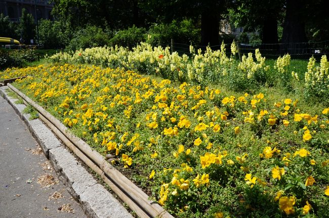お花もキレイに咲いてるね。