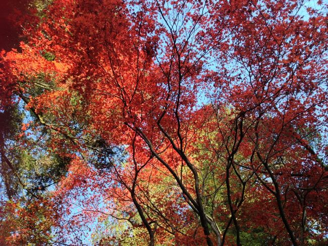 紅葉のピーク<br /><br />お天気も良く最高！<br /><br />