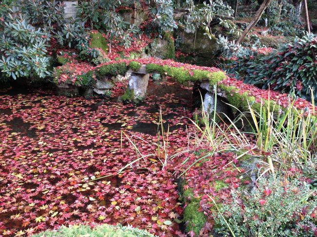 池に散ったもみじが浮かんで、<br />これもまた素晴らしかったです。<br />