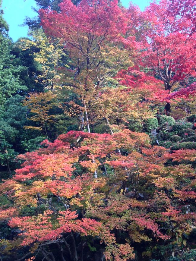 <br />紅葉を堪能して岐路につきました。<br />帰りも渋滞なしで順調に着き、予定より早めに帰れました。<br /><br />バームクーヘン目的で申し込んだバスツアーでしたが、<br />紅葉が見ごろで素晴らしく、とってもいい一日でした。
